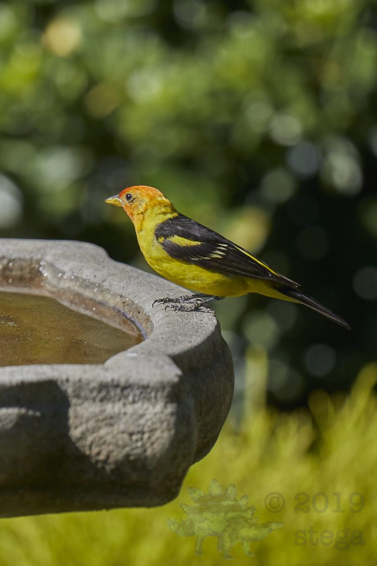 Western Tanager