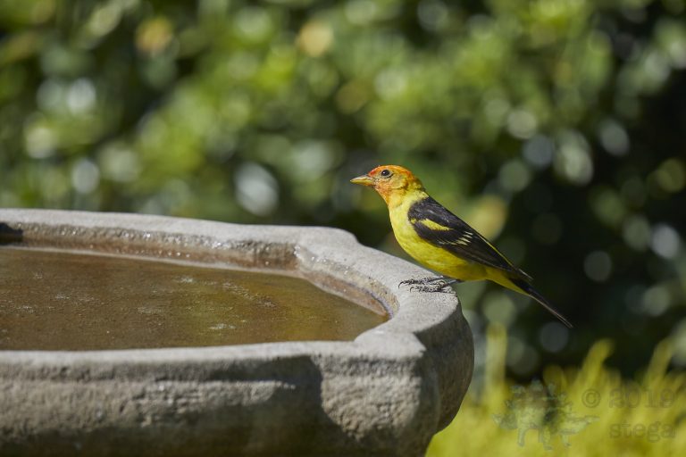 Western Tanager