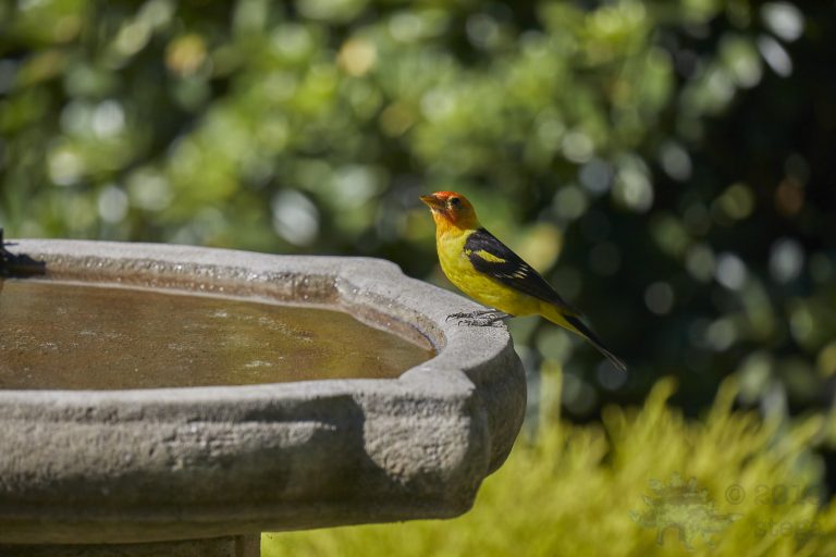 Western Tanager