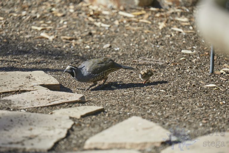 California Quail
