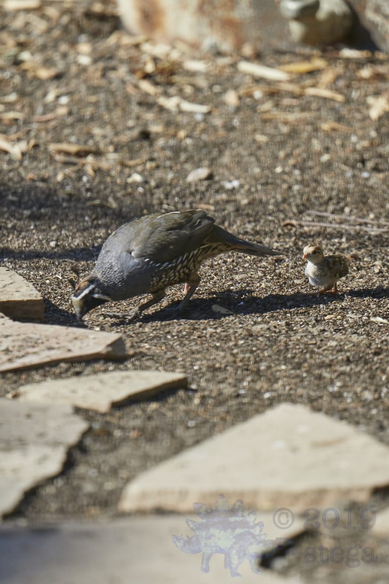 California Quail and Chick