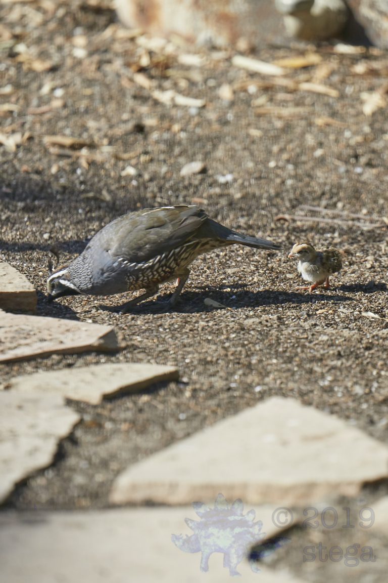 California Quail