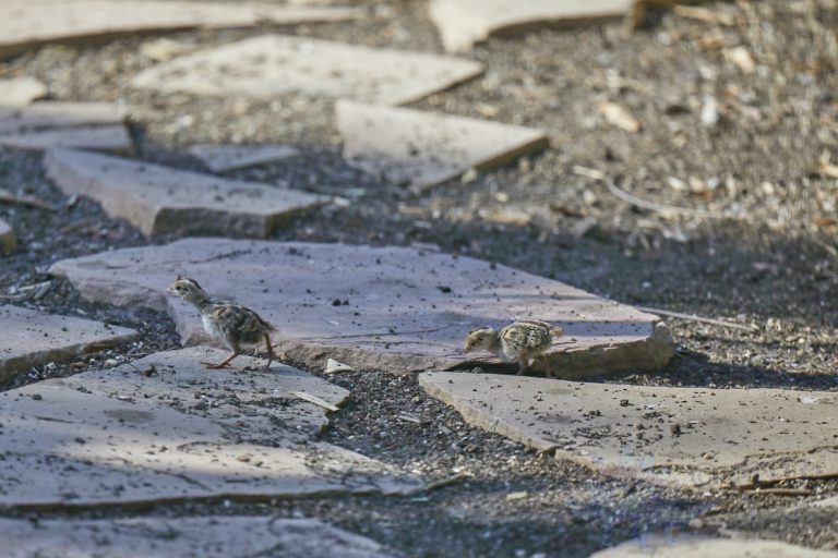 California Quail Chicks