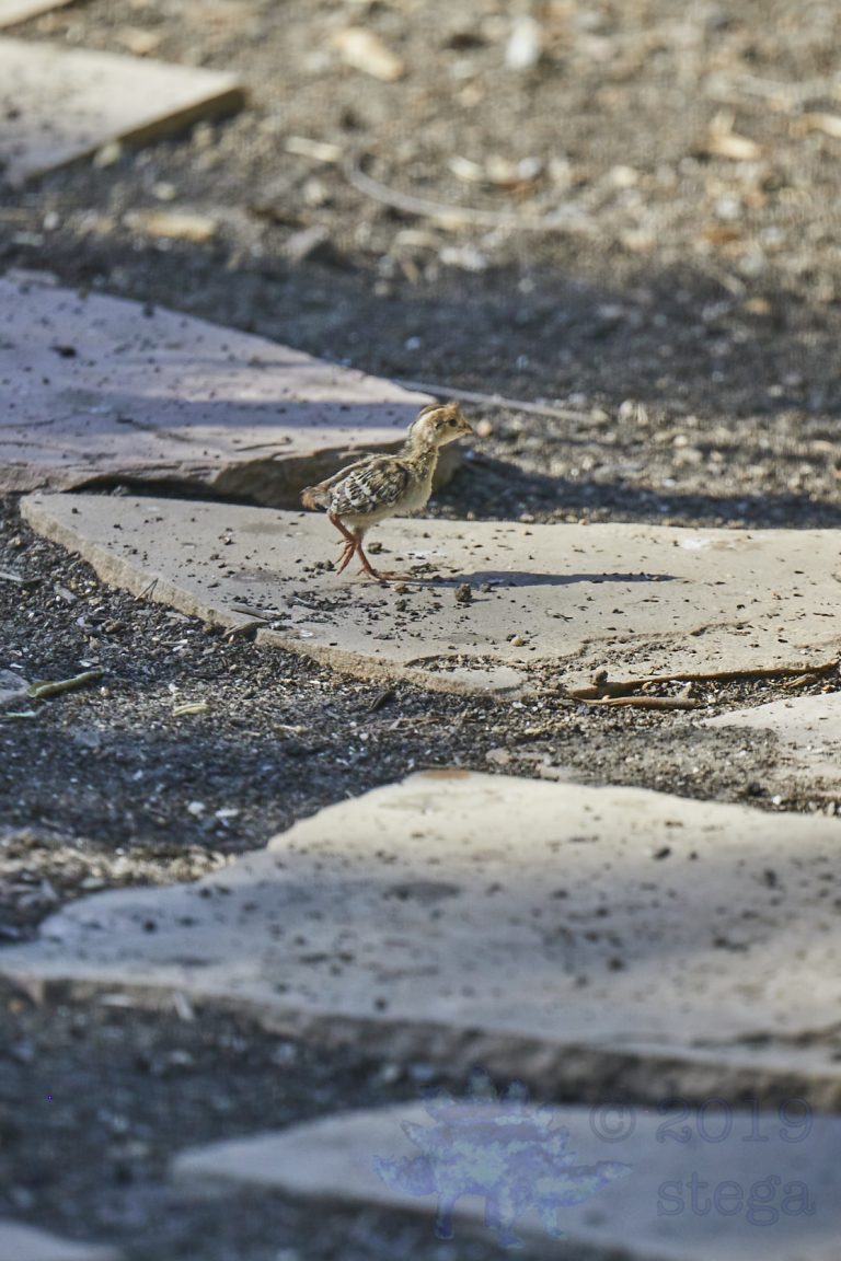 Baby California Quail (4 Images)