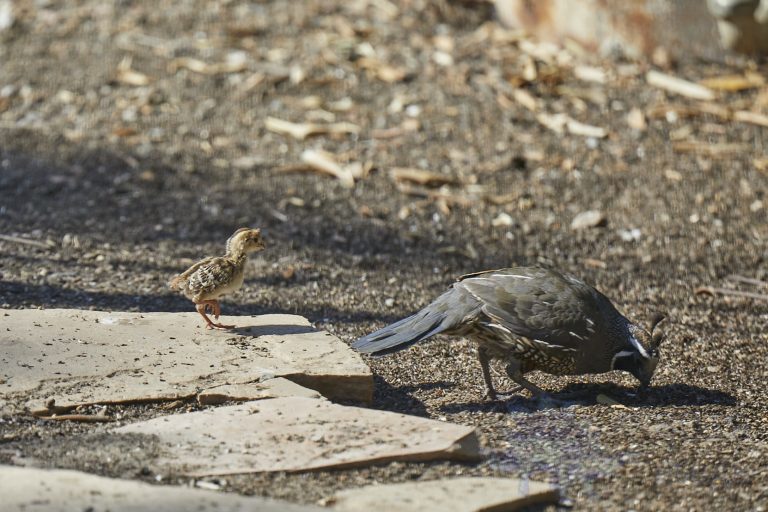 Old School Week: California Quail
