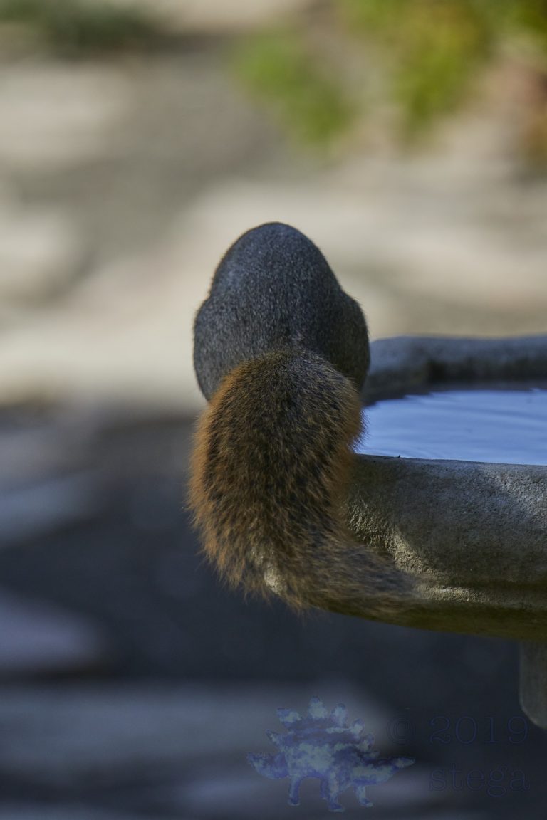 Fox Squirrel