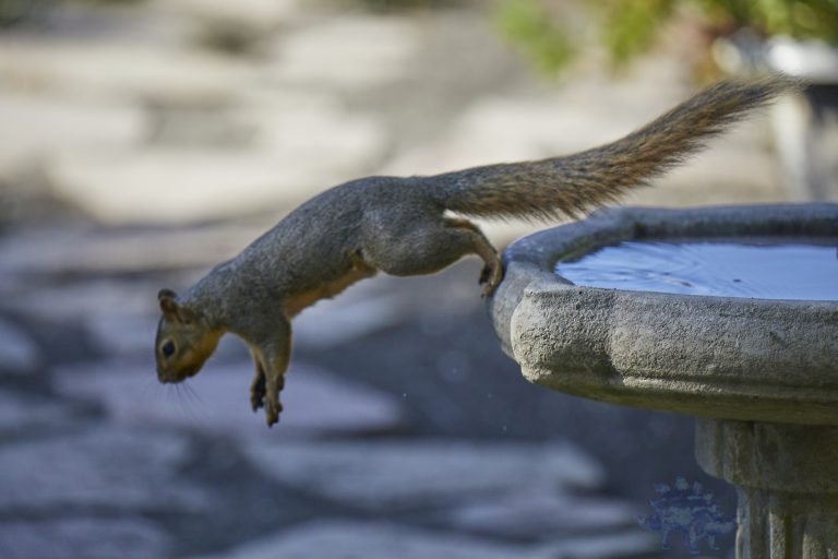 Fox Squirrel