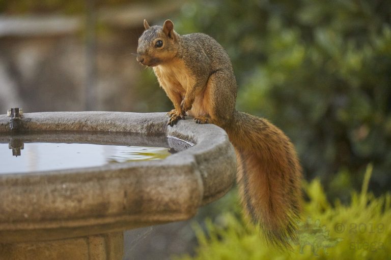 Fox Squirrel
