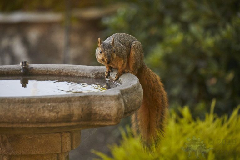Fox Squirrel