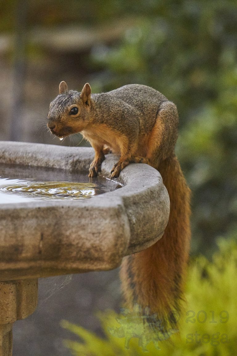 Fox Squirrel