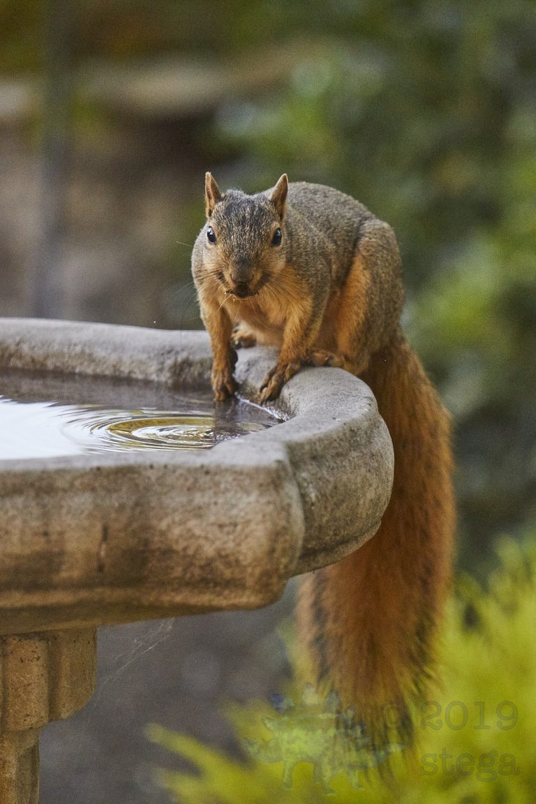 Fox Squirrel