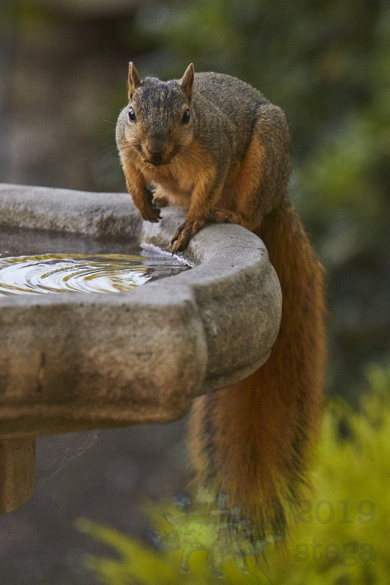 Fox Squirrel (3 Images)