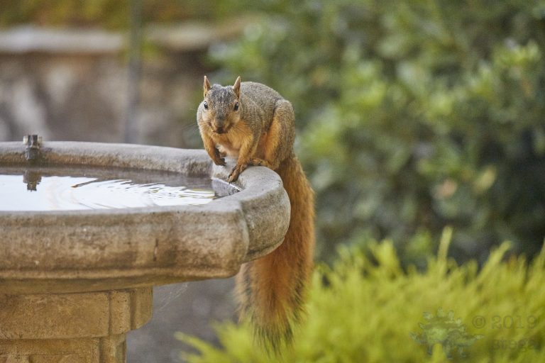 Old School Week: Fox Squirrel