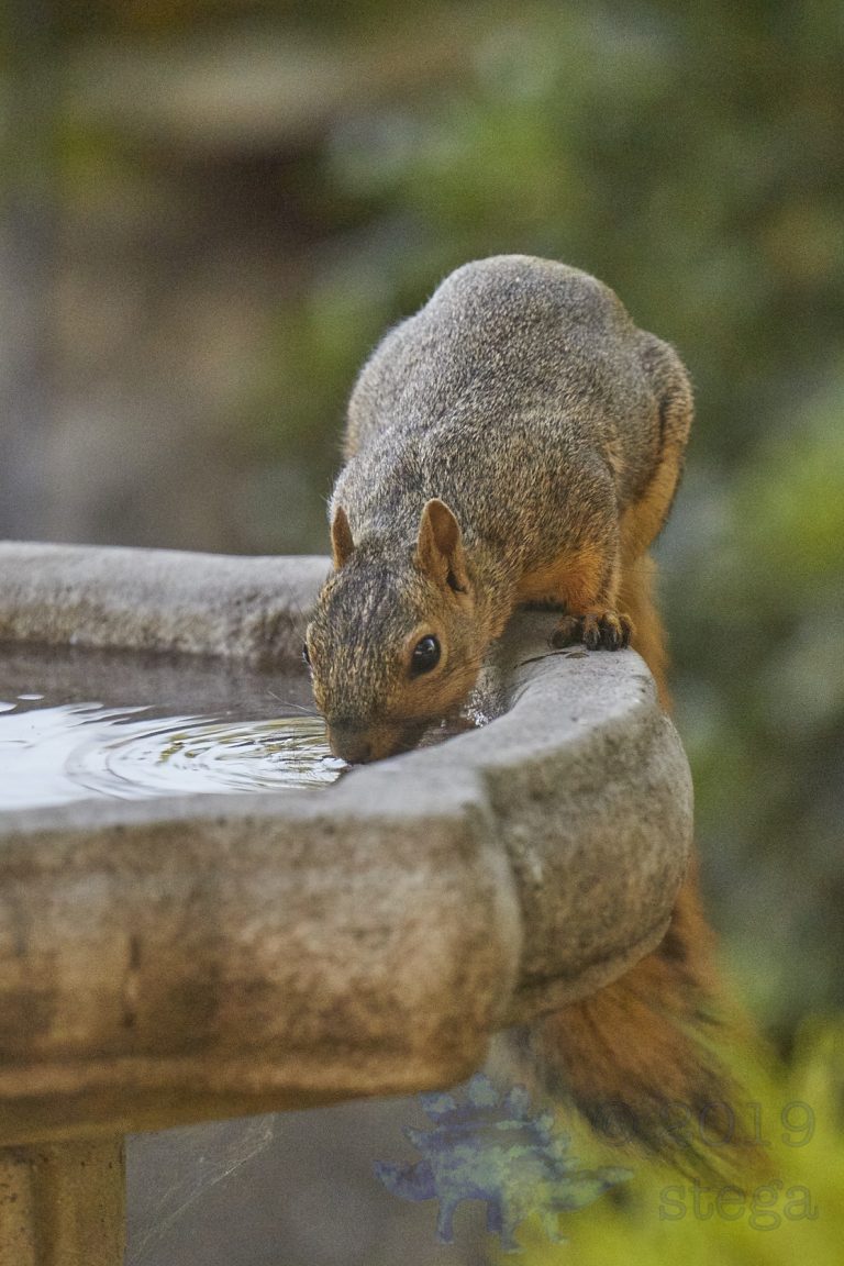 Fox Squirrel