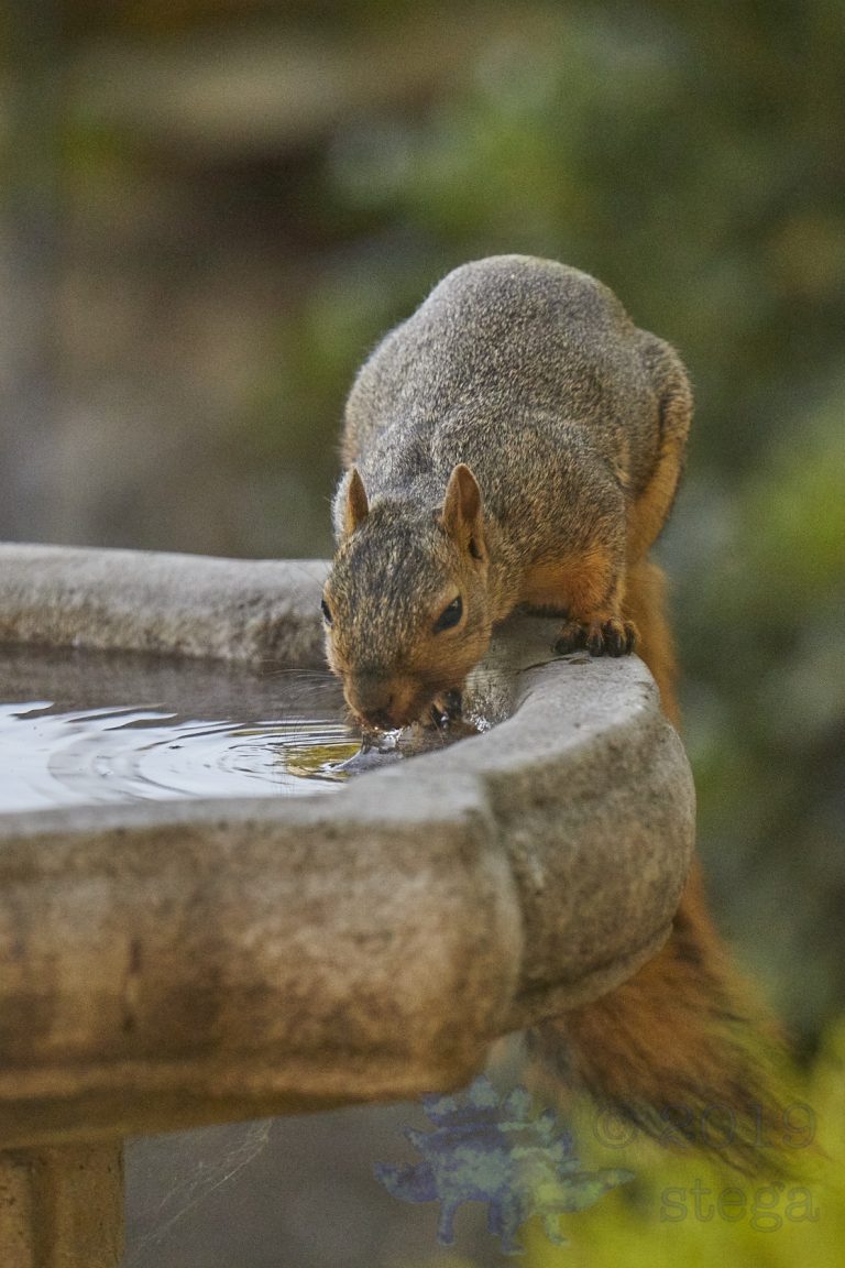 Fox Squirrel