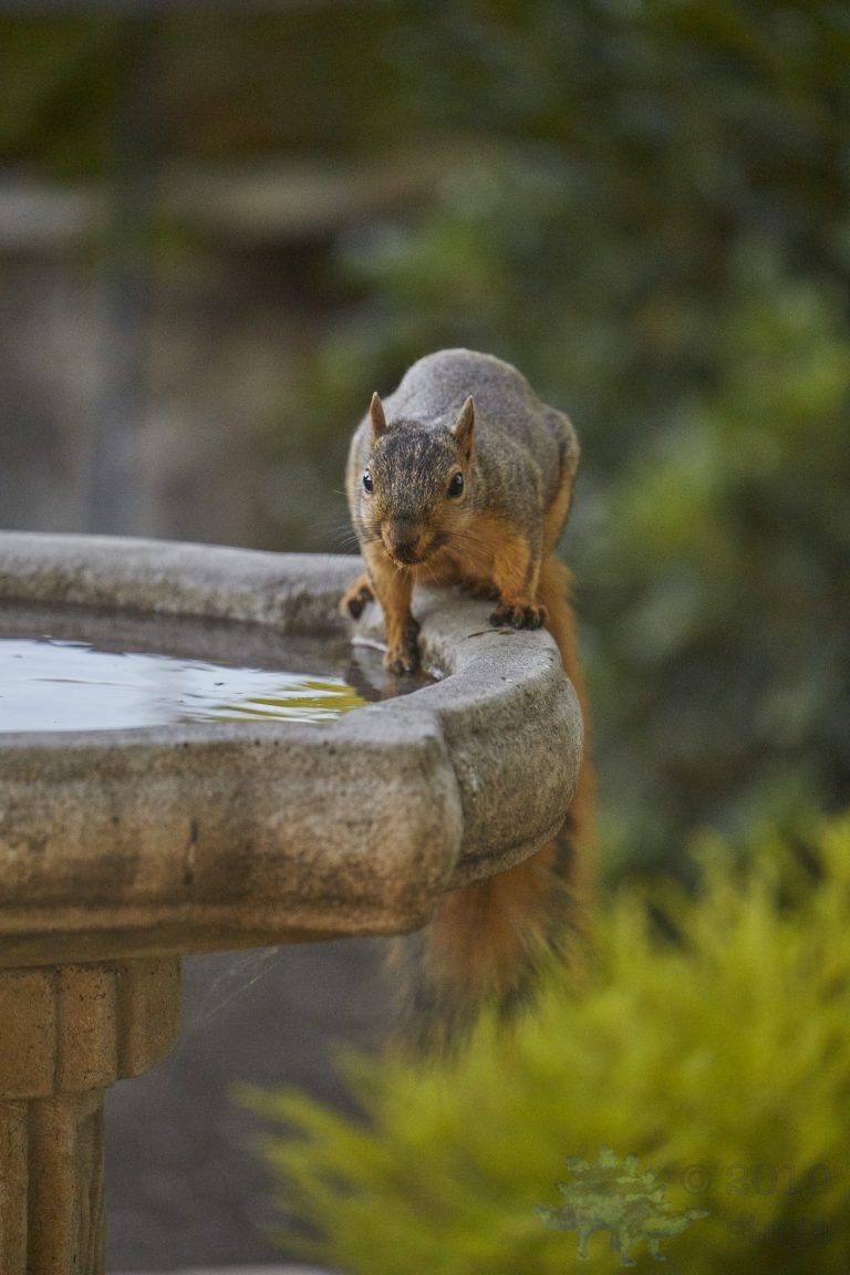 Fox Squirrel
