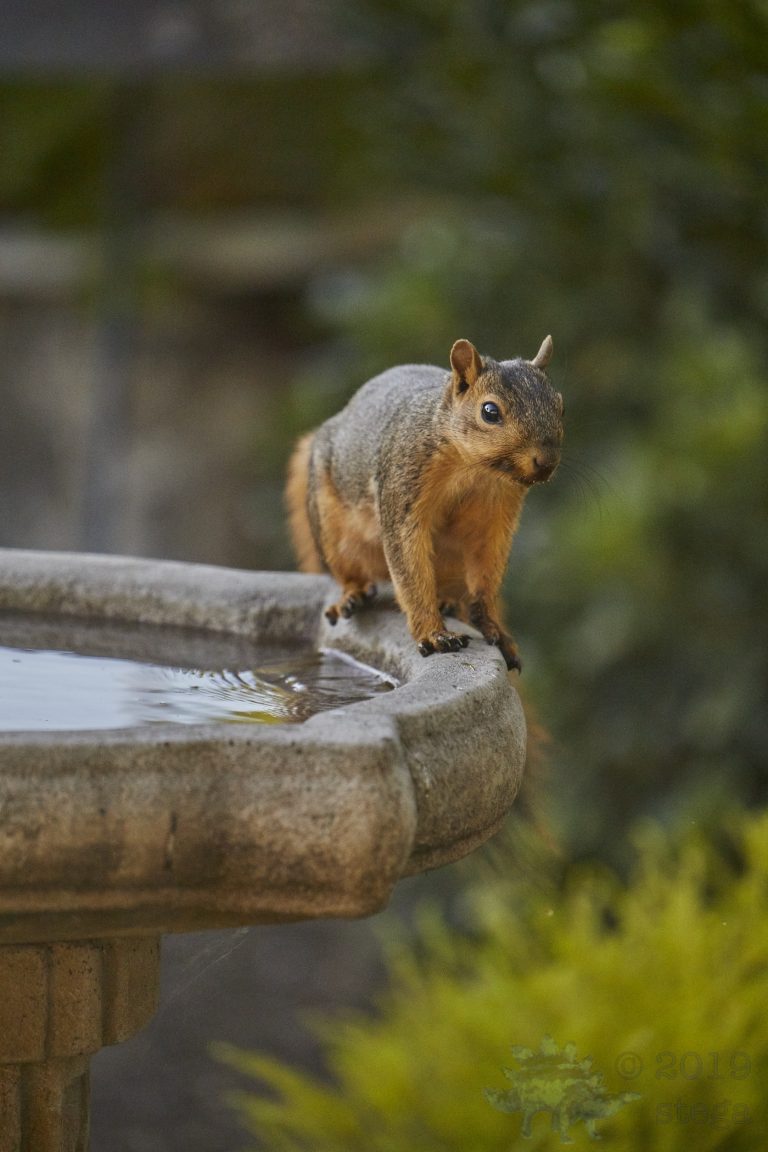 Fox Squirrel