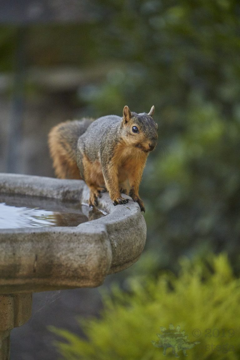 Fox Squirrel