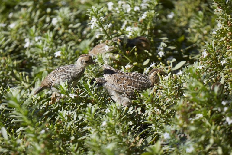 California Quail Chicks