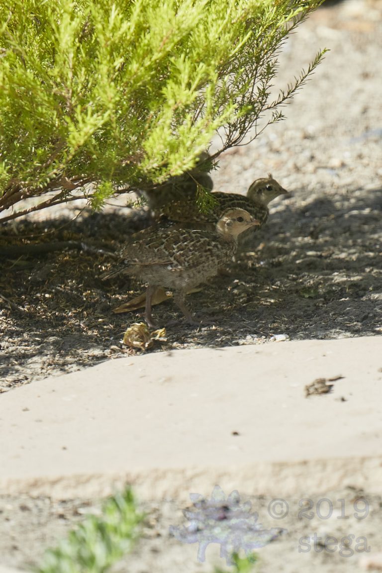 Old School Week: California Quail