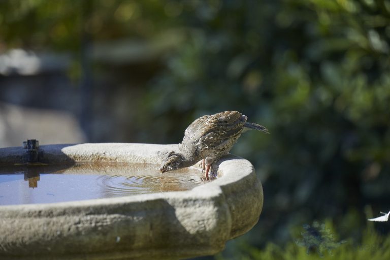 California Quail Chick
