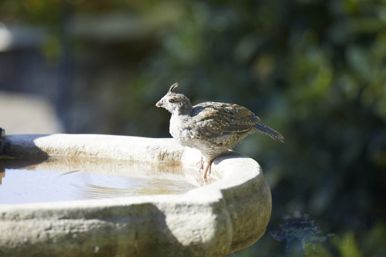 California Quail Chick