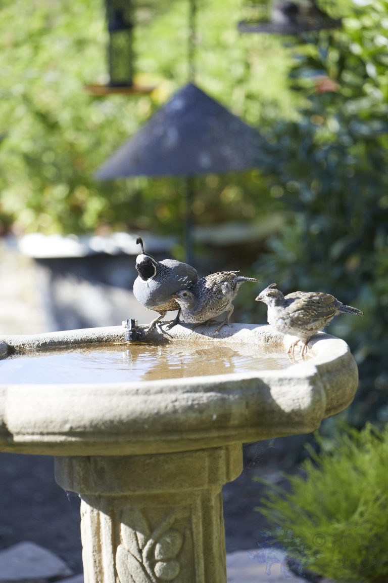 California Quail