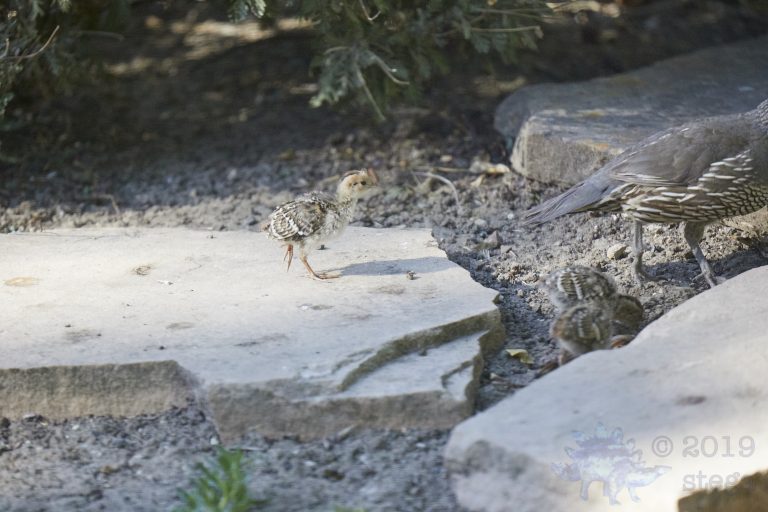 Old School Week: California Quail