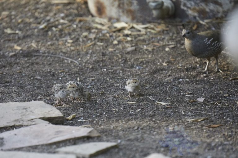 California Quail