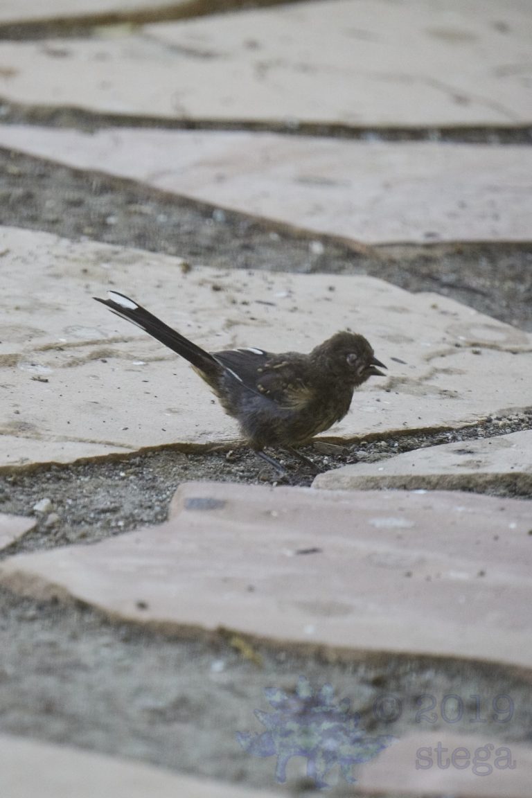 One Eyed Spotted Towhee….maybe?
