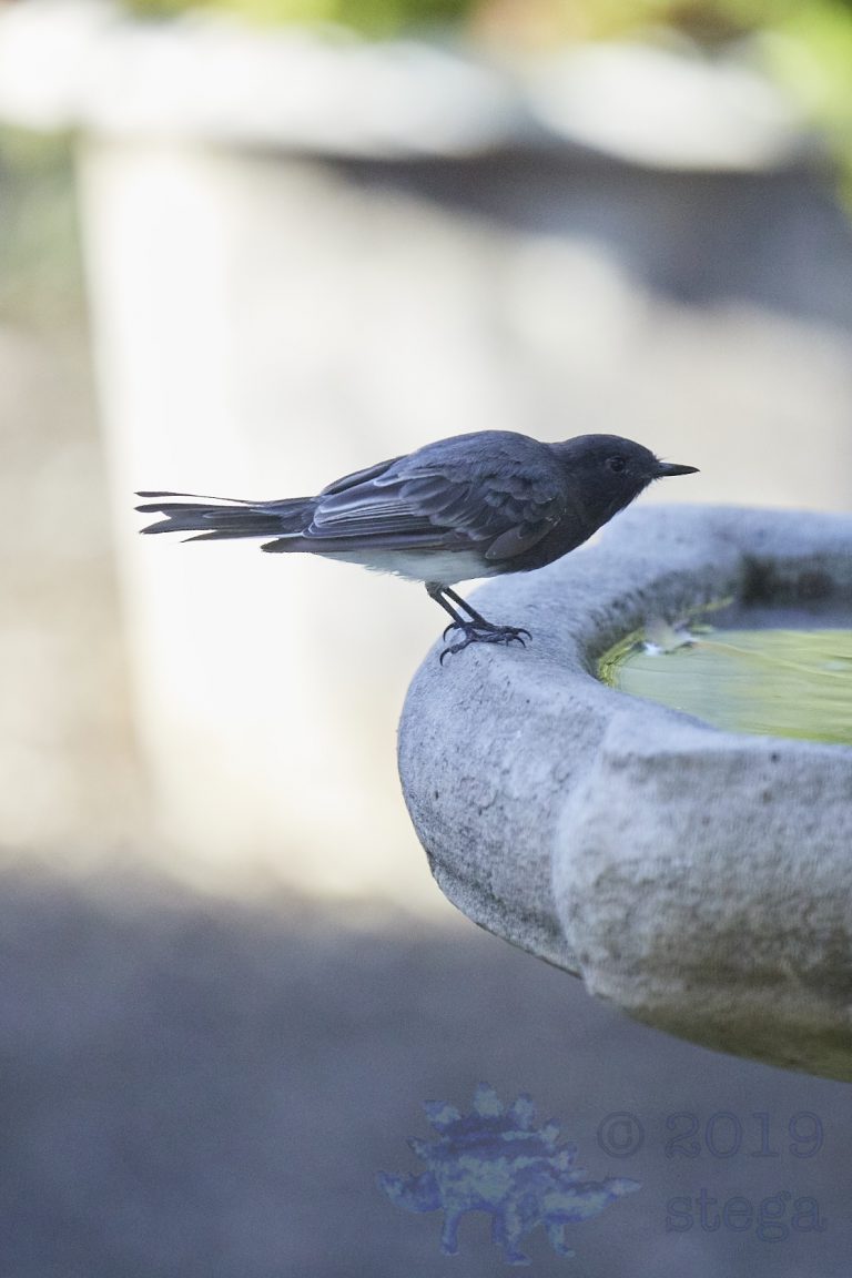 Black Phoebe