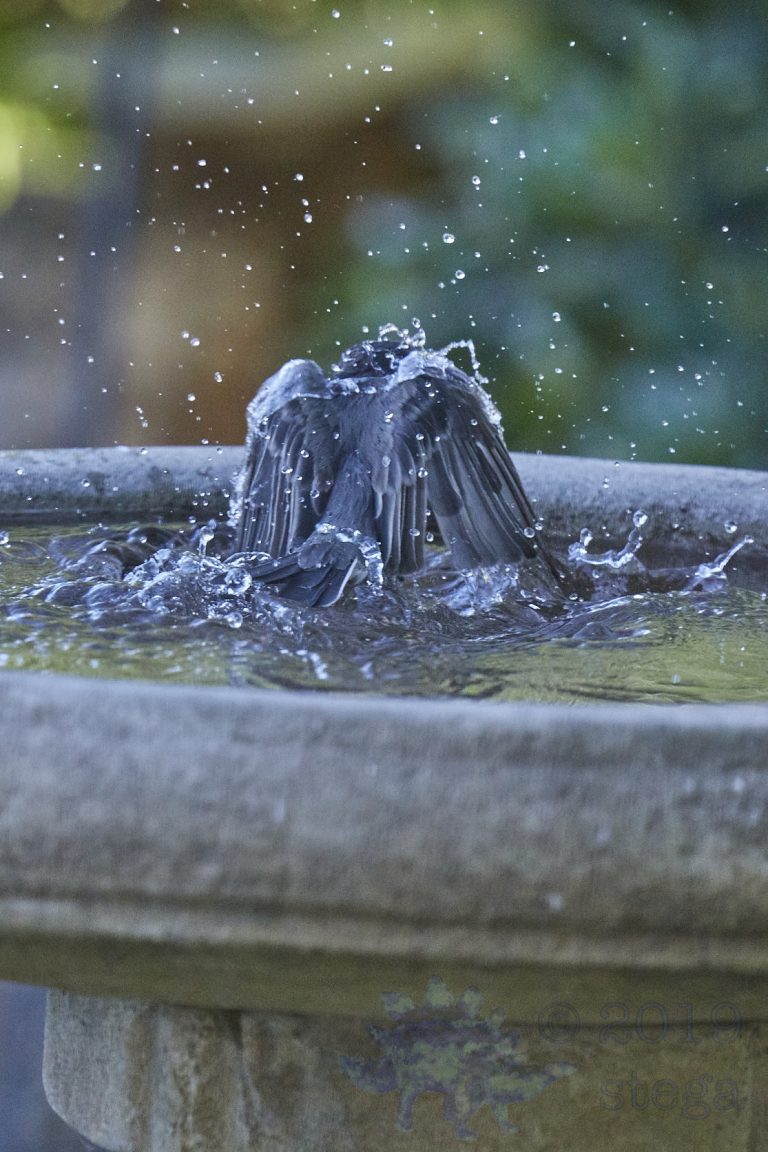 Black Phoebe