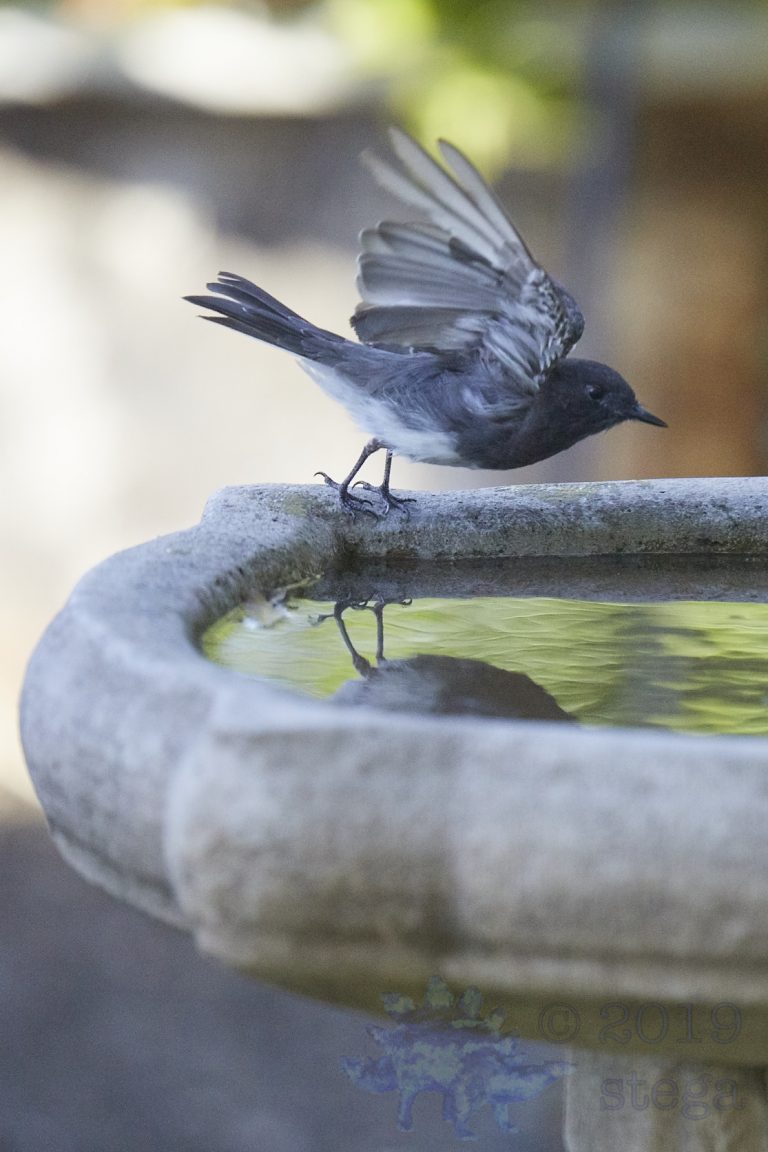 Black Phoebe