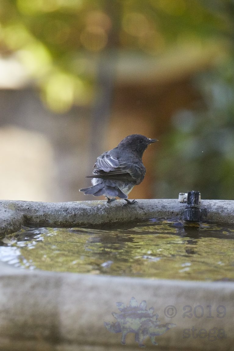 Black Phoebe
