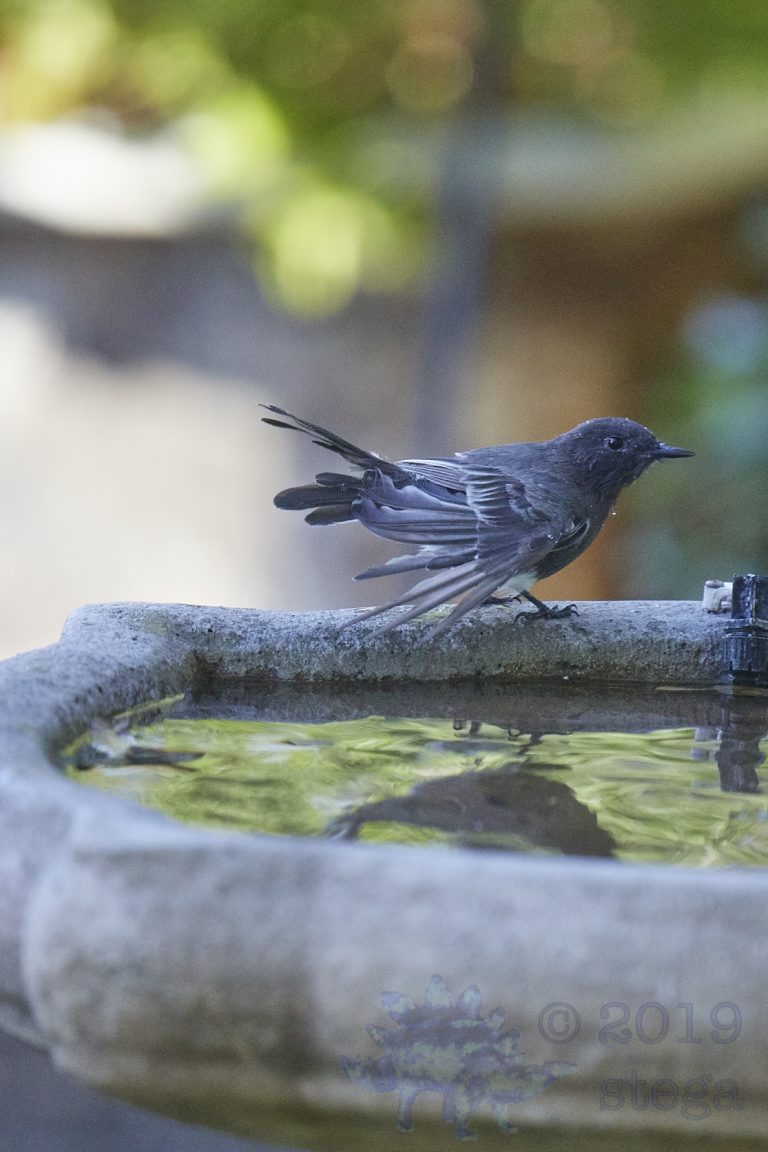 Black Phoebe