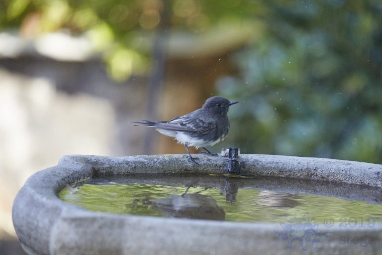 Black Phoebe