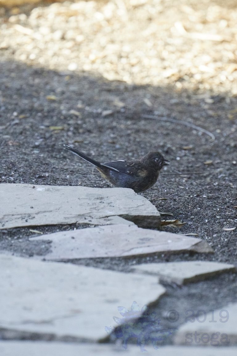 One-eyed Spotted Towhee