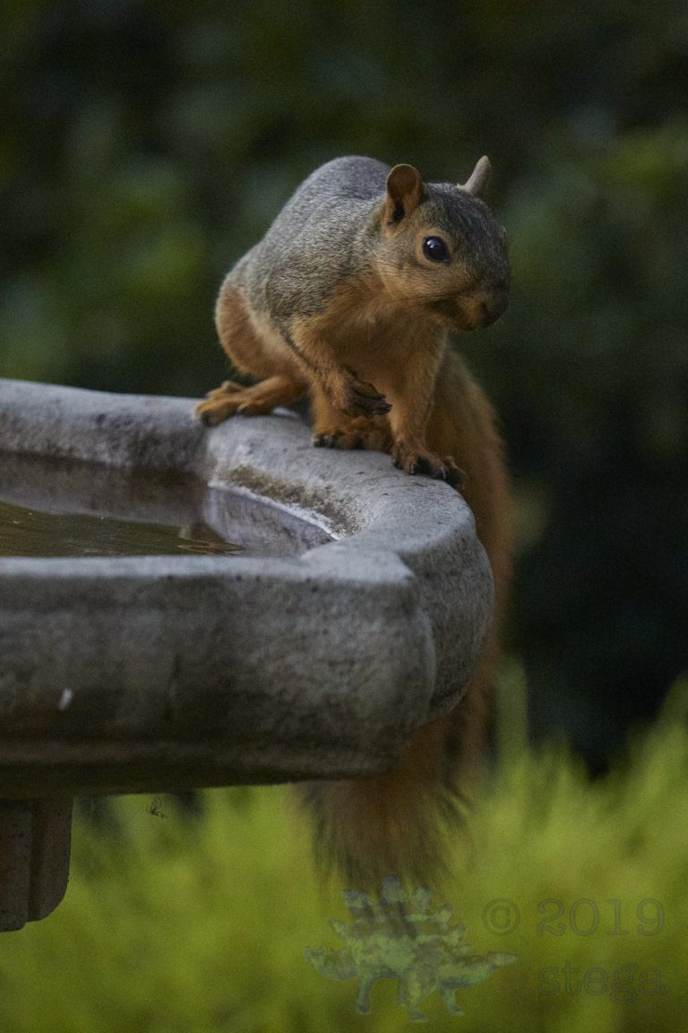 Fox Squirrel