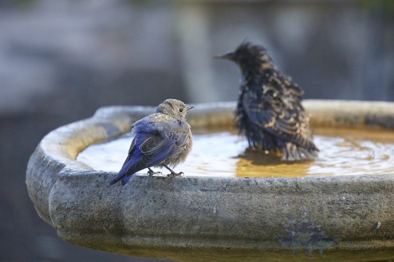 waiting Western Bluebird