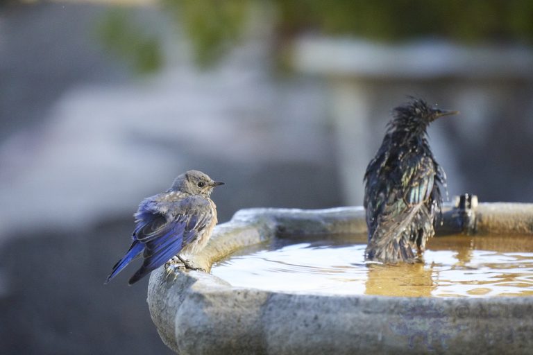 Western Bluebird