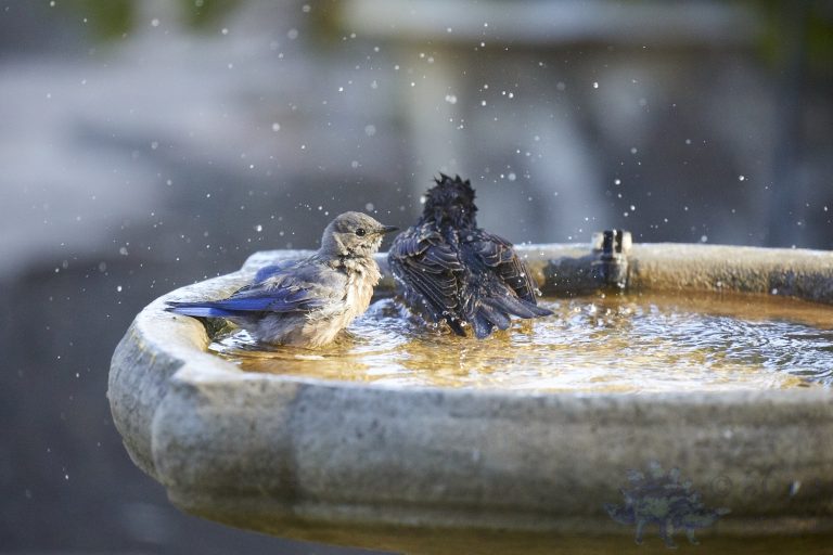 Western Bluebird