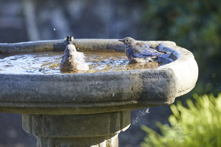 Western Bluebirds