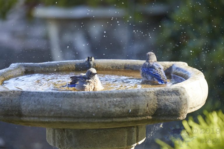 Western Bluebirds