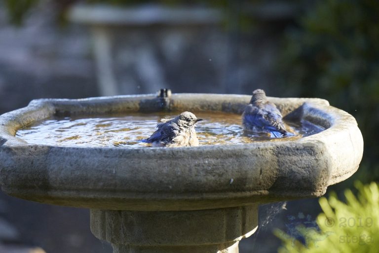 Western Bluebirds