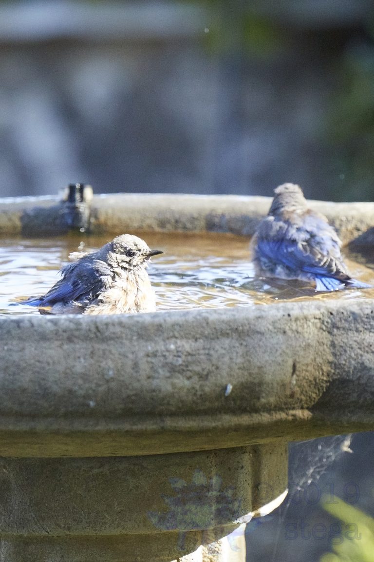 Western Bluebirds