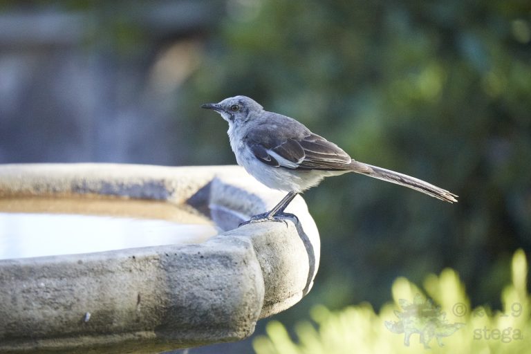 Northern Mockingbird
