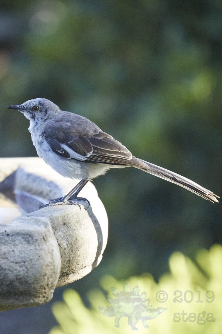 Northern Mockingbird