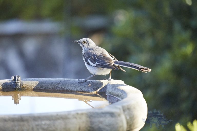 Northern Mockingbird