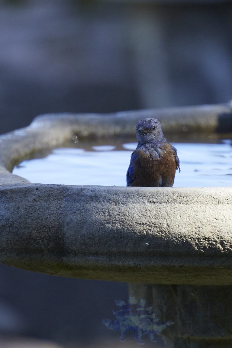 Western Bluebird