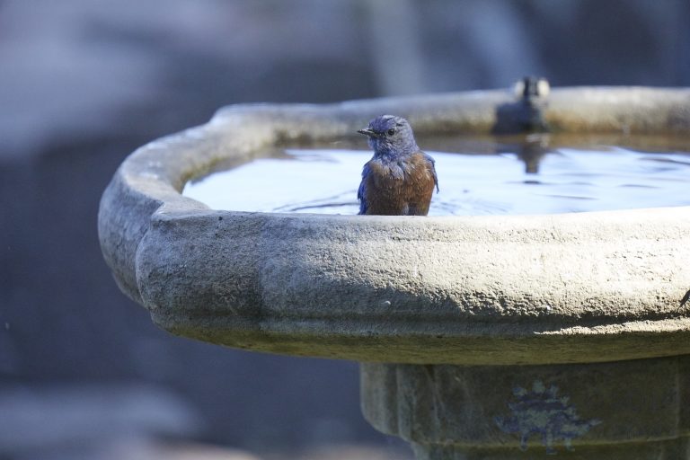 Western Bluebird
